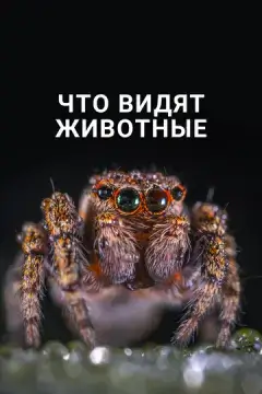  Что видят животные 